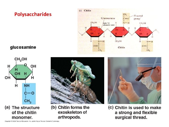 Polysaccharides glucosamine 