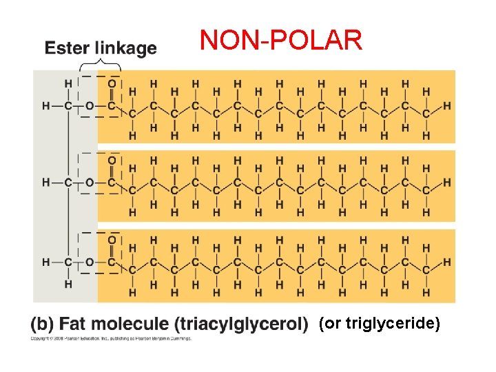 NON-POLAR (or triglyceride) 