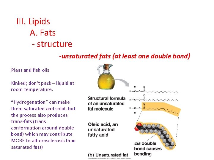 III. Lipids A. Fats - structure -unsaturated fats (at least one double bond) Plant