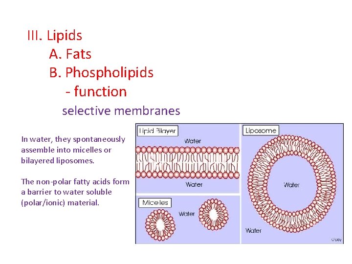 III. Lipids A. Fats B. Phospholipids - function selective membranes In water, they spontaneously