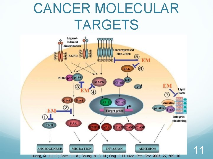 CANCER MOLECULAR TARGETS Huang, Q. ; Lu, G. ; Shen, H. -M. ; Chung,