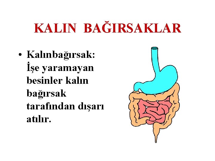 KALIN BAĞIRSAKLAR • Kalınbağırsak: İşe yaramayan besinler kalın bağırsak tarafından dışarı atılır. 