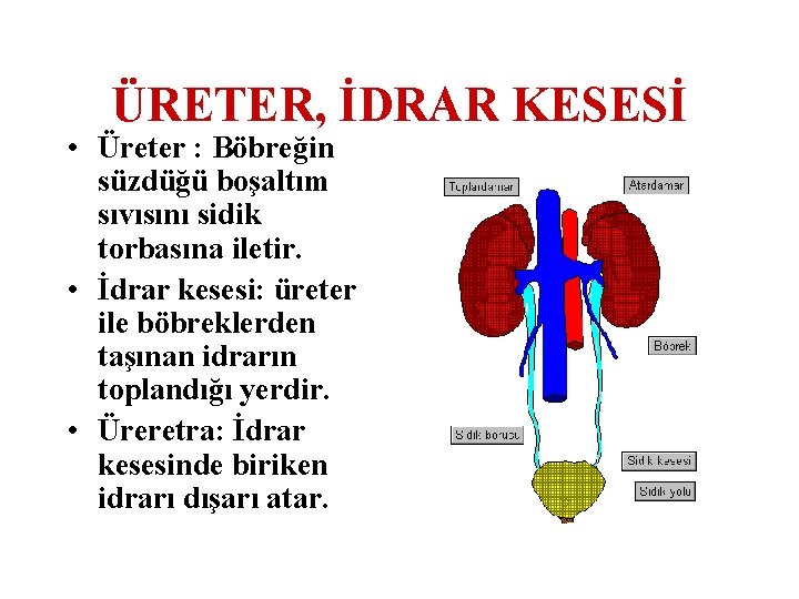 ÜRETER, İDRAR KESESİ • Üreter : Böbreğin süzdüğü boşaltım sıvısını sidik torbasına iletir. •