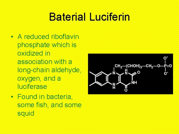 Baterial Luciferin • A reduced riboflavin phosphate which is oxidized in association with a