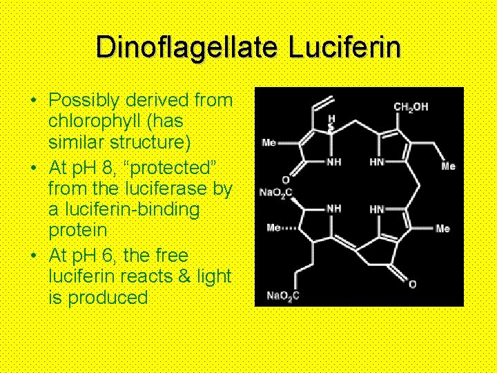 Dinoflagellate Luciferin • Possibly derived from chlorophyll (has similar structure) • At p. H