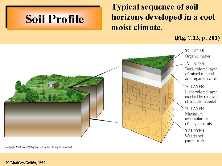 Soil Profile Typical sequence of soil horizons developed in a cool moist climate. (Fig.