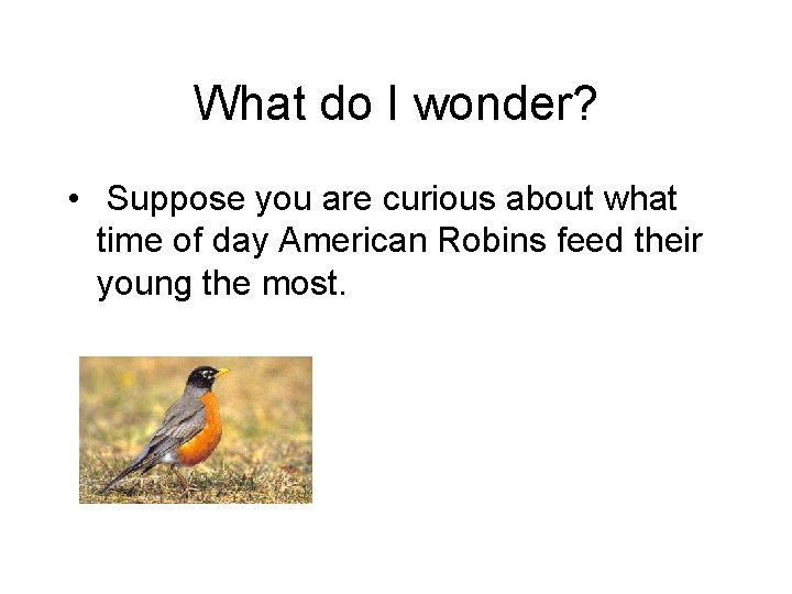 What do I wonder? • Suppose you are curious about what time of day