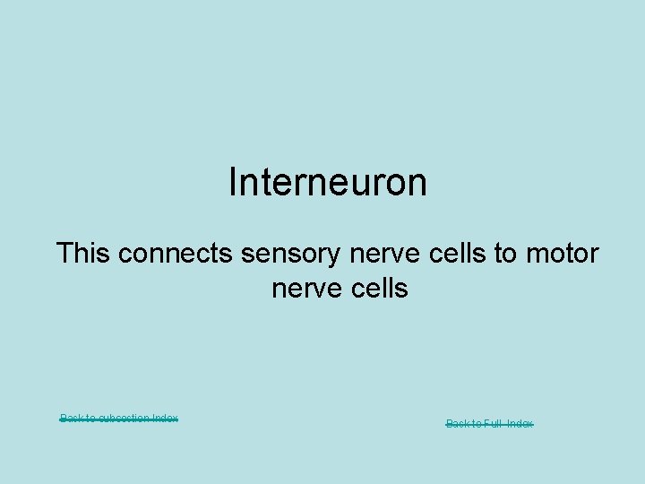 Interneuron This connects sensory nerve cells to motor nerve cells Back to subsection Index