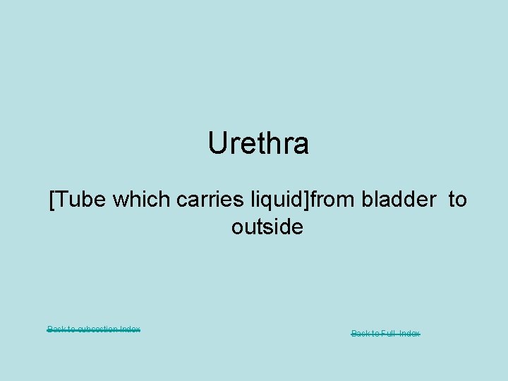 Urethra [Tube which carries liquid]from bladder to outside Back to subsection Index Back to