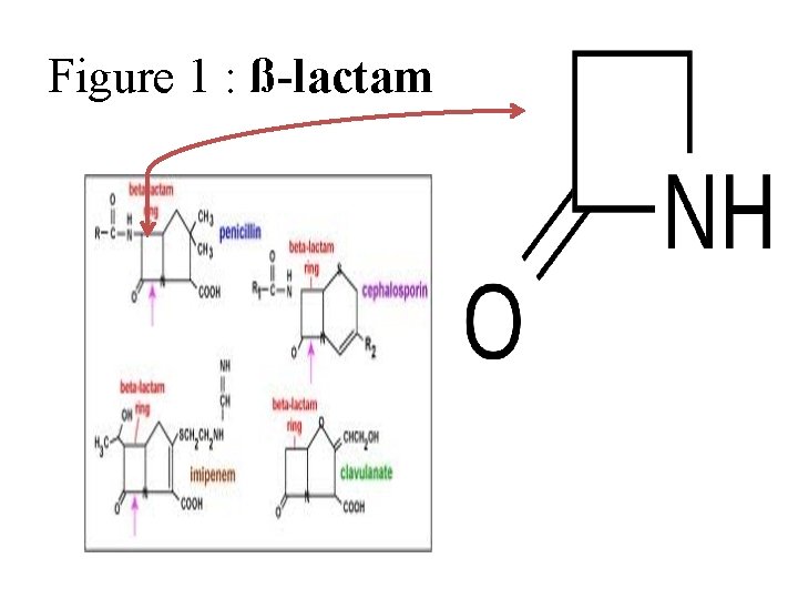 Figure 1 : ß-lactam 