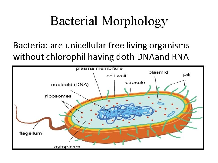 Bacterial Morphology Bacteria: are unicellular free living organisms without chlorophil having doth DNAand RNA