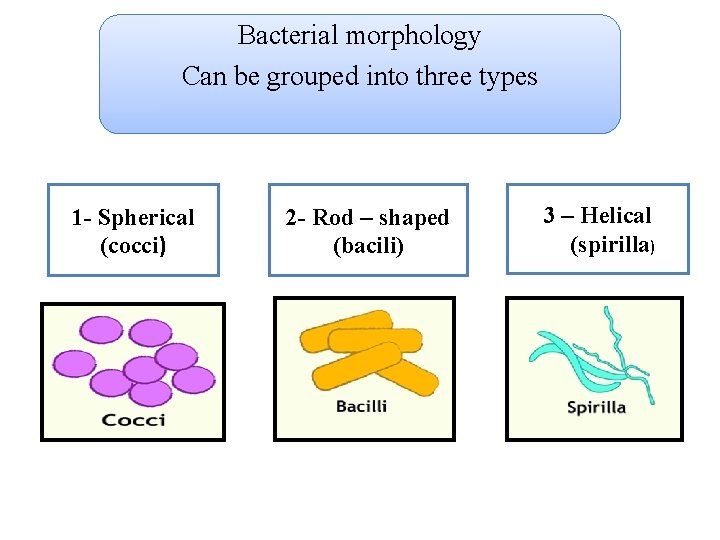 Bacterial morphology Can be grouped into three types 1 - Spherical (cocci) 2 -