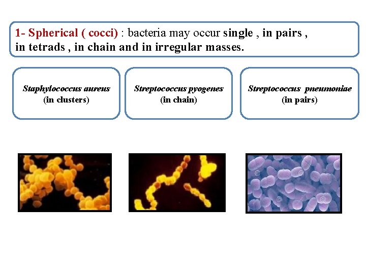 1 - Spherical ( cocci) : bacteria may occur single , in pairs ,