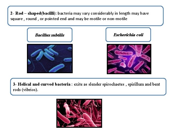 2 - Rod – shaped(bacilli): bacteria may vary considerably in length may have square