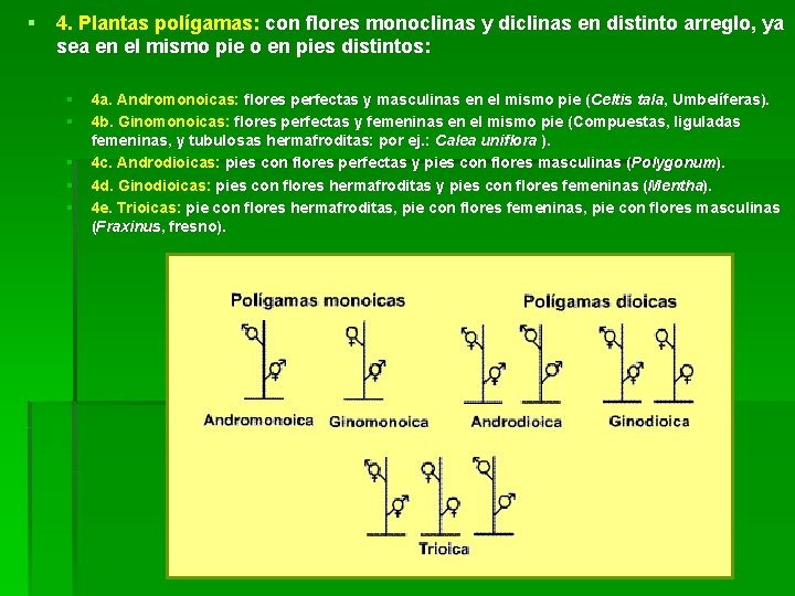 § 4. Plantas polígamas: con flores monoclinas y diclinas en distinto arreglo, ya sea