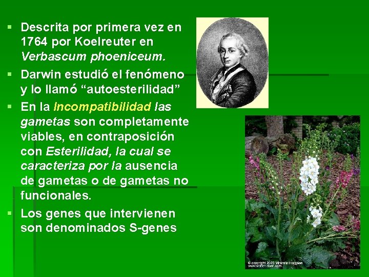 § Descrita por primera vez en 1764 por Koelreuter en Verbascum phoeniceum. § Darwin