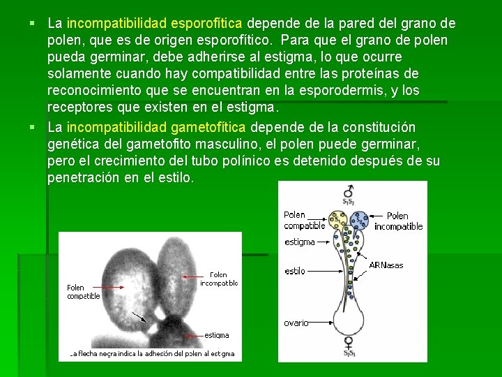 § La incompatibilidad esporofítica depende de la pared del grano de polen, que es