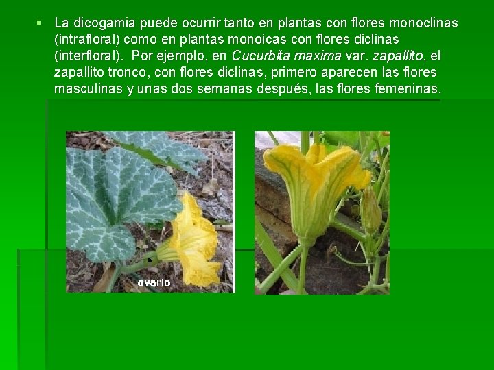 § La dicogamia puede ocurrir tanto en plantas con flores monoclinas (intrafloral) como en