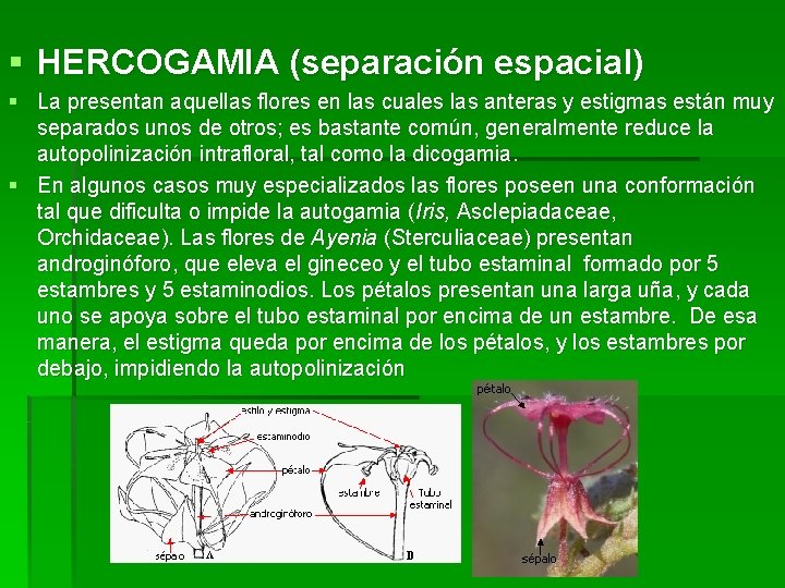§ HERCOGAMIA (separación espacial) § La presentan aquellas flores en las cuales las anteras