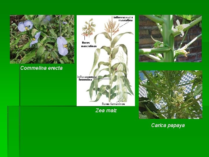 Commelina erecta Zea maiz Carica papaya 