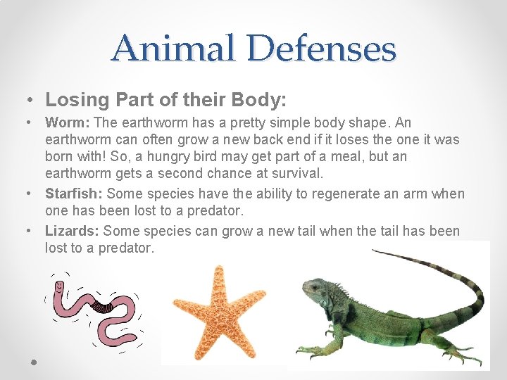 Animal Defenses • Losing Part of their Body: • Worm: The earthworm has a