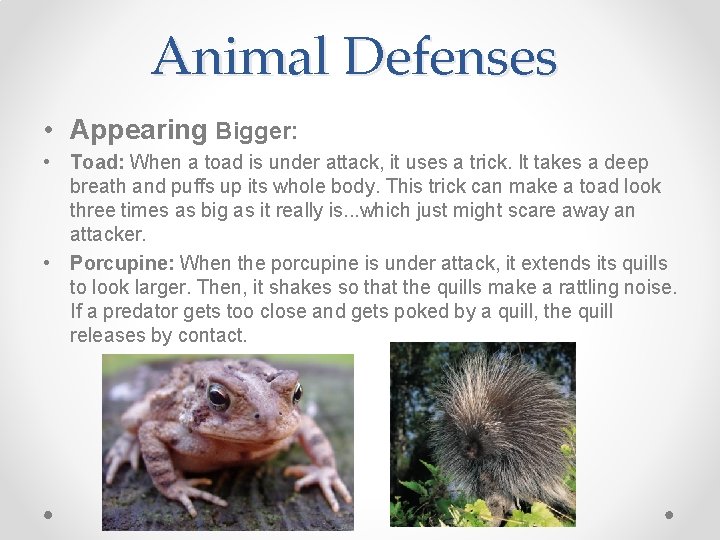Animal Defenses • Appearing Bigger: • Toad: When a toad is under attack, it