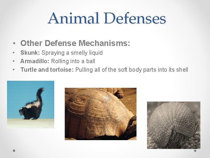 Animal Defenses • Other Defense Mechanisms: • Skunk: Spraying a smelly liquid • Armadillo: