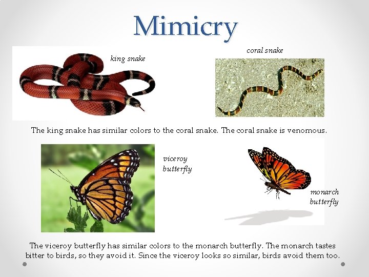 Mimicry coral snake king snake The king snake has similar colors to the coral