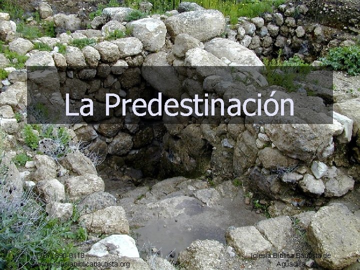 La Predestinación (787) 890 -0118 www. iglesiabiblicabautista. org Iglesia Bíblica Bautista de Aguadilla 