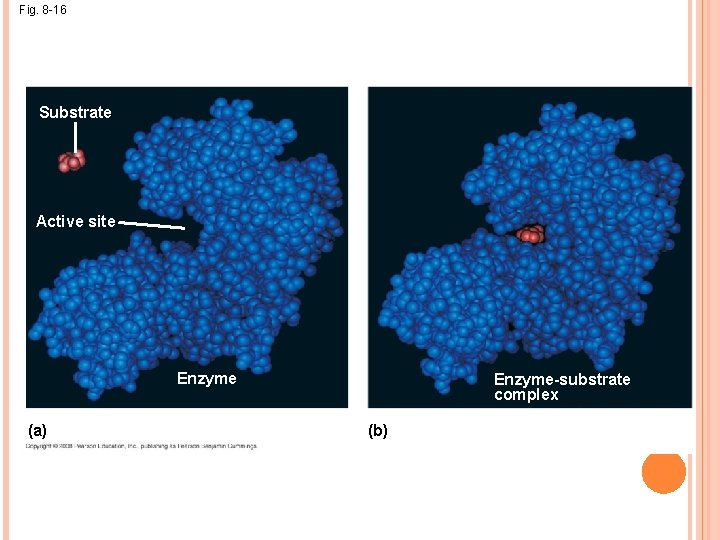 Fig. 8 -16 Substrate Active site Enzyme (a) Enzyme-substrate complex (b) 