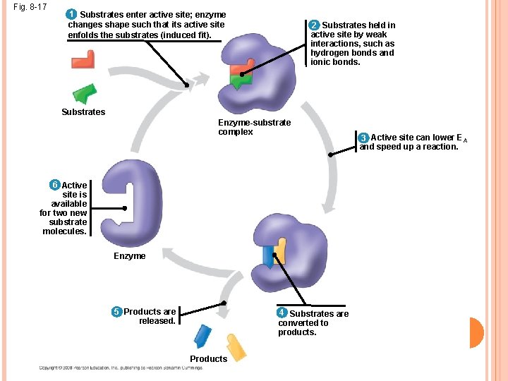 Fig. 8 -17 1 Substrates enter active site; enzyme changes shape such that its