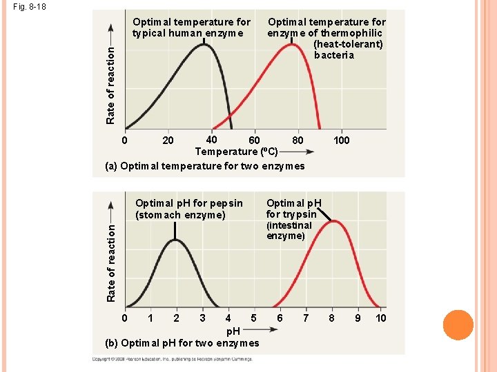 Fig. 8 -18 Rate of reaction Optimal temperature for typical human enzyme Optimal temperature