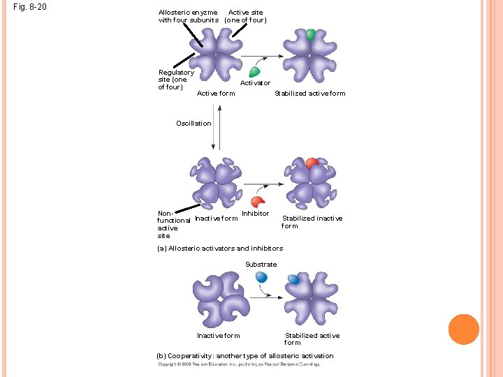 Fig. 8 -20 Active site Allosteric enyzme with four subunits (one of four) Regulatory