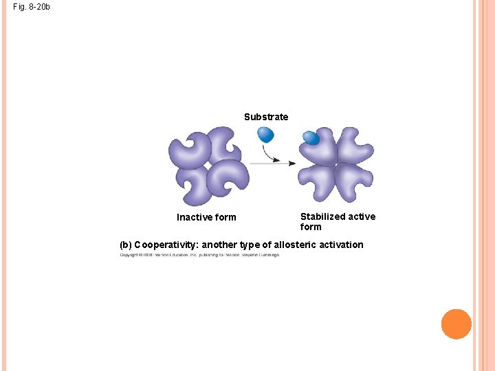 Fig. 8 -20 b Substrate Inactive form Stabilized active form (b) Cooperativity: another type