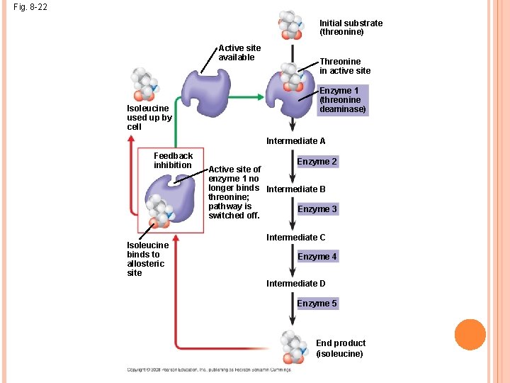 Fig. 8 -22 Initial substrate (threonine) Active site available Isoleucine used up by cell