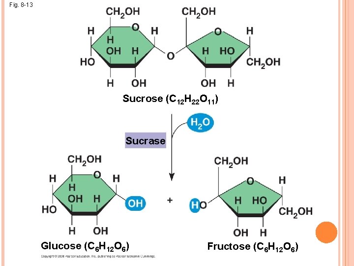 Fig. 8 -13 Sucrose (C 12 H 22 O 11) Sucrase Glucose (C 6