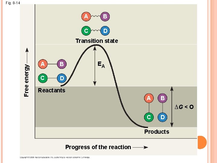 Fig. 8 -14 A B C D Free energy Transition state A B C