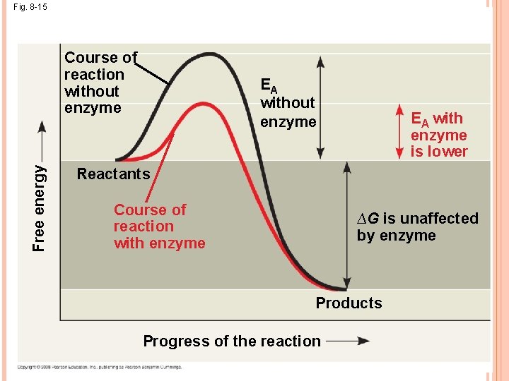 Fig. 8 -15 Free energy Course of reaction without enzyme EA with enzyme is