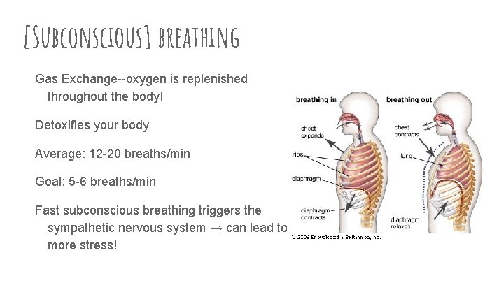 [Subconscious] breathing Gas Exchange--oxygen is replenished throughout the body! Detoxifies your body Average: 12