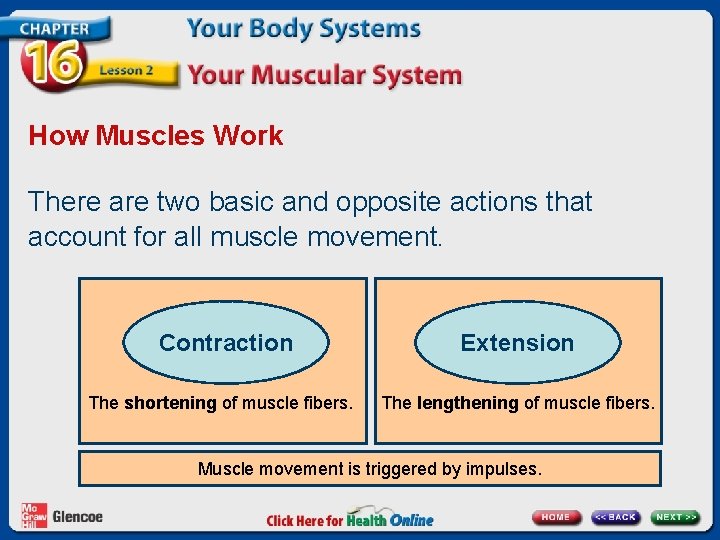 How Muscles Work There are two basic and opposite actions that account for all