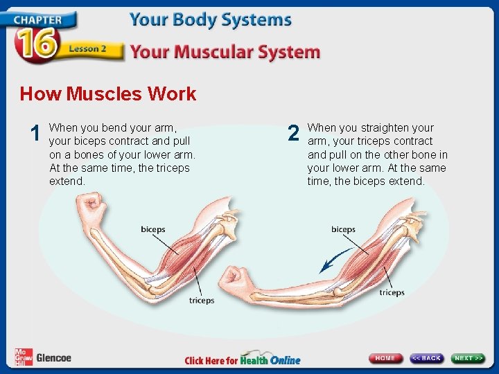 How Muscles Work 1 When you bend your arm, your biceps contract and pull