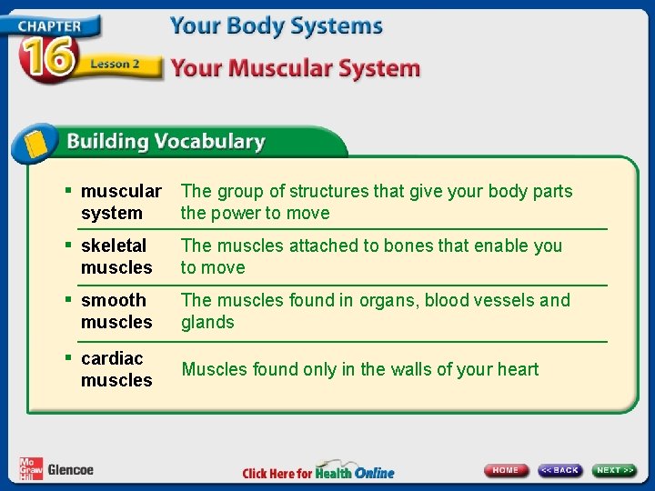 § muscular system § skeletal muscles § smooth muscles § cardiac muscles The group