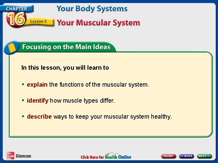 In this lesson, you will learn to § explain the functions of the muscular