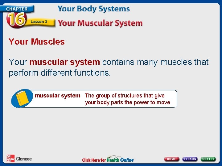 Your Muscles Your muscular system contains many muscles that perform different functions. muscular system