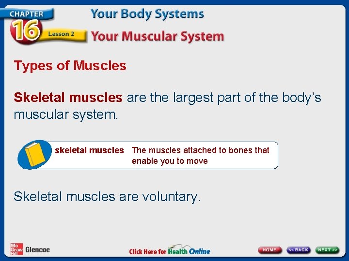 Types of Muscles Skeletal muscles are the largest part of the body’s muscular system.