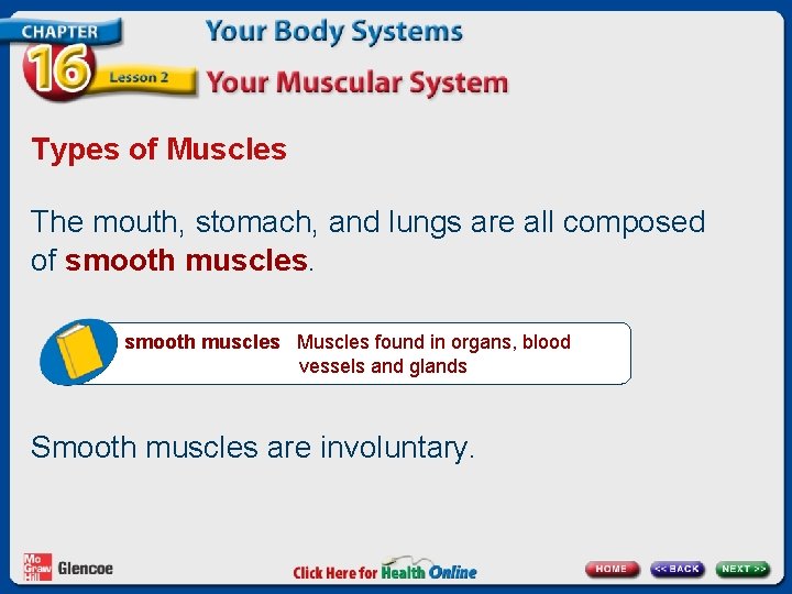 Types of Muscles The mouth, stomach, and lungs are all composed of smooth muscles