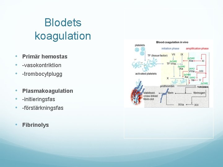 Blodets koagulation • Primär hemostas • -vasokontriktion • -trombocytplugg • Plasmakoagulation • -initieringsfas •