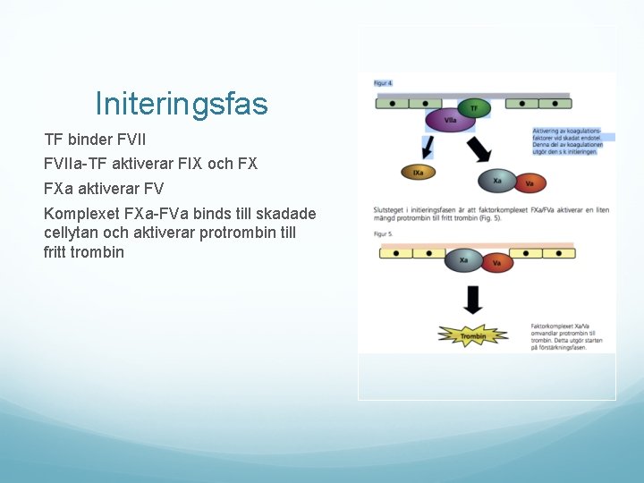 Initeringsfas TF binder FVIIa-TF aktiverar FIX och FX FXa aktiverar FV Komplexet FXa-FVa binds