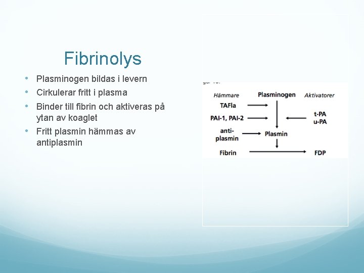 Fibrinolys • Plasminogen bildas i levern • Cirkulerar fritt i plasma • Binder till