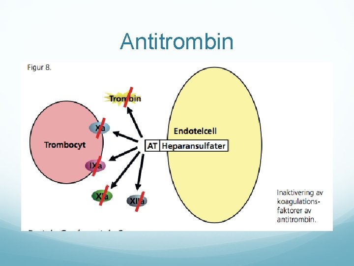 Antitrombin 